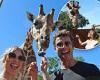 Euphoria star Sydney Sweeney feeds giraffes at Taronga Zoo in Australia with ... trends now