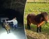 Alabama cops pursue runaway pony named Ginuwine for two hours trends now