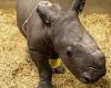 Rhino dies at Werribee Open Range Zoo trends now