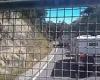 Dash Cam Owners Australia: Truck's brakes fail as it hurtles down Mt Victoria, ... trends now