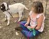 California girl, 9, sues state fair after her pet goat was sold and BARBECUED trends now