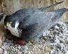 First two peregrine eggs are laid at Leicester Cathedral after three years of ... trends now