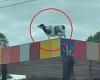Cow stuck on Western Australian petrol station rooftop sparking bizarre police ... trends now