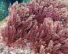 Red seaweed could be the answer to slashing methane emissions from cows, study ...