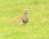 Birdwatchers capture extremely rare Grey-headed lapwing on camera for the first ... trends now