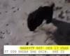 Cute black bunny is 'terrorizing' Iowa neighborhood trends now