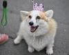 Do you own the world's most spoiled dog? Study reveals American breeds that are ... trends now