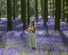 Shimmering carpet of bluebells rings in the spring at last trends now