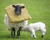 Scottish sheep spotted wearing hilarious foam collars and motorcycle helmets trends now