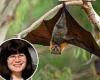 Scientists find bat protein that can slow aging and even fight Covid, heart ... trends now