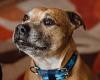 Britain's loneliest dog is still waiting to be adopted after spending nearly ... trends now