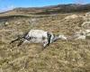 sport news Snowy Mountains Brumby kill shows dead horses in Kosciuszko National Park trends now