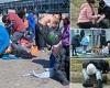 Inside Philadelphia's zombie land: 'Tranq' addicts crowd sidewalks and shoot up ... trends now