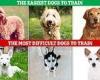 Teacher's PET! The easiest dog breeds to train revealed - so how does YOUR ... trends now