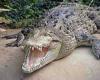 Tourist attacked by croc off remote Haggerston island in Far North ... trends now