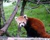 Police track down red panda that escaped from local zoo to a wholesale fruit ... trends now