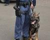 Sydney fire: Cadaver-detection dogs seeking bodies are called in as Surry ... trends now