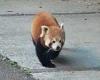 Red panda gives locals a nice surprise as it 'ambles' down the street after ... trends now