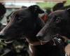 Two very gentle ex-racing greyhounds found dumped on Hume Highway, NSW trends now