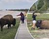 Reckless Yellowstone tourists are almost gored after touching bison for selfies trends now