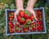 British strawberry season 'is late but worth the wait' trends now