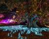 Vivid Sydney visitors must pay to see Royal Botanic Gardens Lightscape display trends now