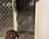 Giant python found hanging on Bonogin family's door at Gold Coast house  trends now