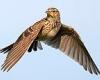Skylark population is soaring again in Britain after a sharp decline thanks to ... trends now
