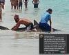 Police investigate after man rides a 6-foot shark on Panama City Beach like a ... trends now