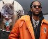 2 Chainz says his French bulldog TrappyGoHard has died: 'Feel like a person ... trends now