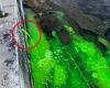 Cronulla beach Sydney: Mystery over cause of fluorescent green water flooding ... trends now