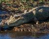 Virgin birth: Female crocodile gives birth in Costa Rica - despite living ALONE ... trends now