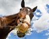 Researchers find horses have distinct facial expressions when they feel ... trends now