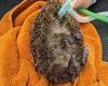 Hedgehogs find themselves in prickly situation after falling down uncovered ... trends now