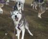 Inside the niche world of dog-sled racing — an ancient practice that lives on ...