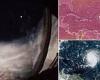 Hurricane Lee update: East coast on edge with storm set to strengthen again to ... trends now