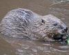 Farmers' fury as beavers head for Cairngorms! trends now
