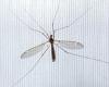 Revenge of the daddy long legs: Experts warn the creepy crawlies are invading ... trends now