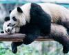 Giant pandas' 5,000-mile journey from Scotland to China: Yang Guang and Tian ... trends now
