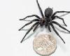 What nightmares are made of: Hercules, the monstrous funnel-web spider breaks ... trends now