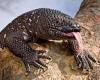 Experts warn pet Gila monsters can 'bite at any time' - as a Colorado man, 34, ... trends now