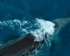 Astonishing moment orca kills great white shark after slamming into it at high ... trends now