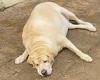 So that's why Labradors get so fat! Scientists discover a genetic mutation in a ... trends now