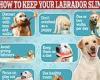 How to keep your Labrador slim: Vets reveal 7 easy ways to keep your pooch in ... trends now