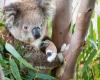 'Up in flames with the fires': How the plan to manage threatened species has ...