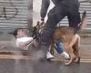 Moment police dog pulls down trousers of affray suspect as he is left lying on ... trends now