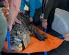 Blind alligator which was allowed to swim in pool with children seized from New ...