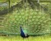 Villagers fear fowl play after 14 of their peacocks mysteriously vanish - ... trends now