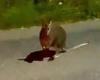 Bizarre moment a WALLABY bounces along a main road in Devon - more than 10,000 ... trends now