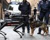 Robo dog cop to the rescue! Italian Carabinieri deploys K9 and real sniffer dog ... trends now